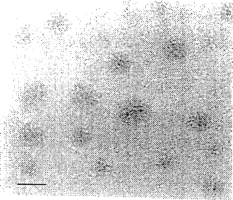 Avian pluripotent embryonic germ cell line