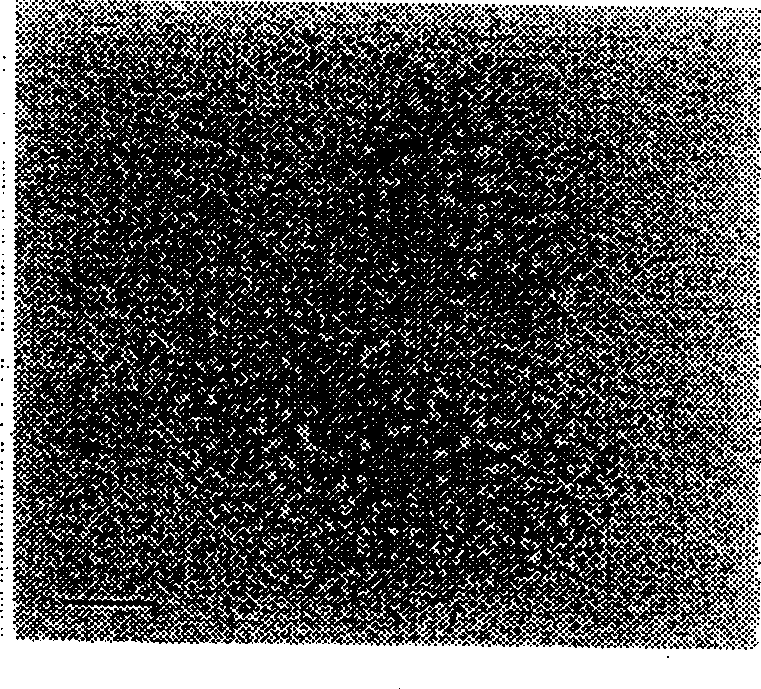 Avian pluripotent embryonic germ cell line