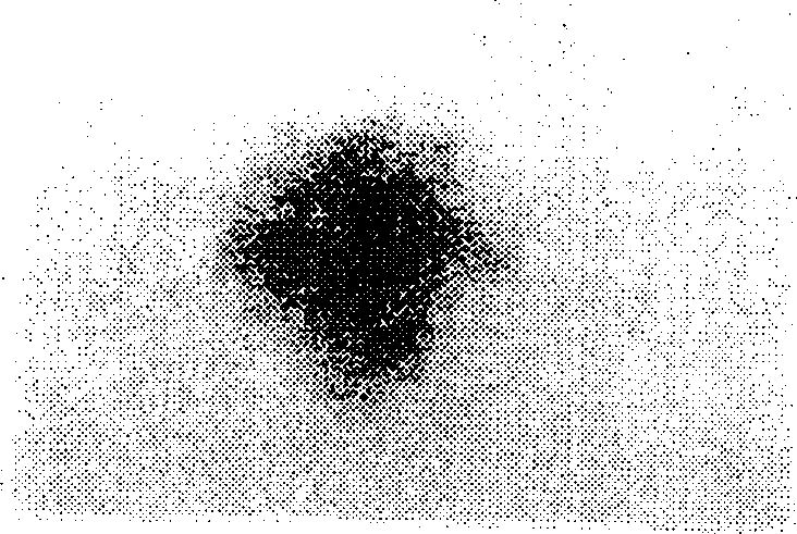 Avian pluripotent embryonic germ cell line