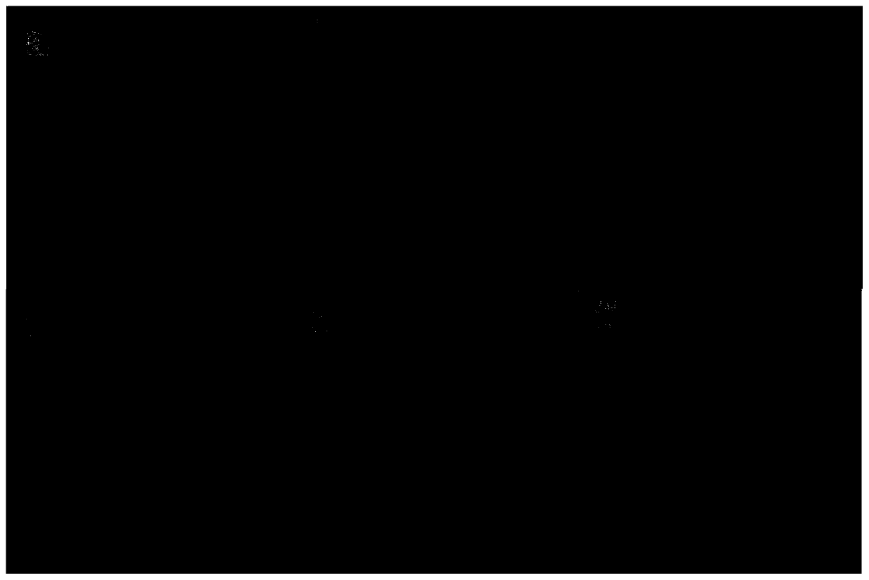 Porous silicon dioxide gel particles loaded with graphite-phase carbon nitride, paper with porous silicon dioxide gel particles loaded with graphite-phase carbon nitride and production method of porous silicon dioxide gel particles loaded with graphite-phase carbon nitride