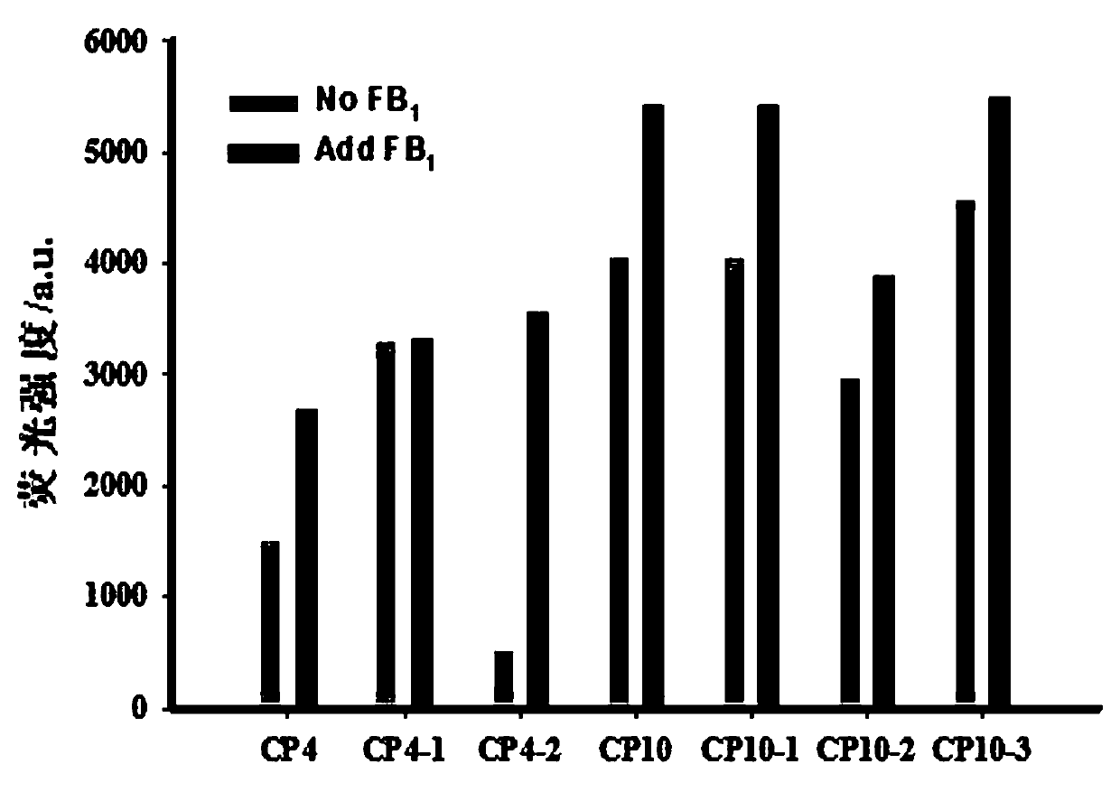 Fumonisin b  <sub>1</sub> Screening and Application of Nucleic Aptamer Strand Displacement Probes