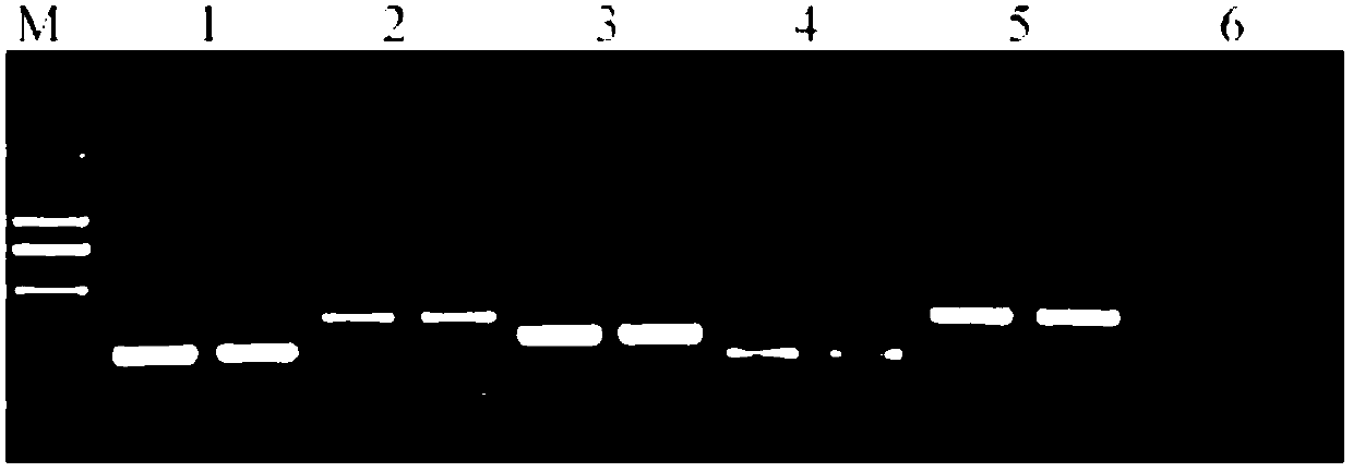 Preparation method and application of carp spermary bioreactor