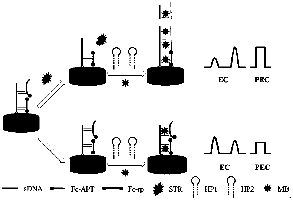 Preparation method and application of dual-ratio adapter sensor based on electrochemistry and photoelectrochemistry