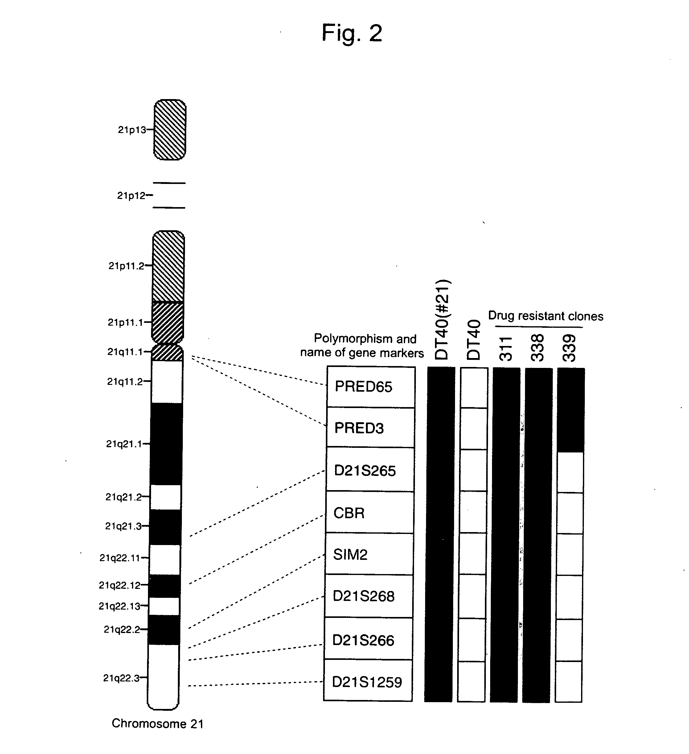 Human artificial chromosome (hac) vector