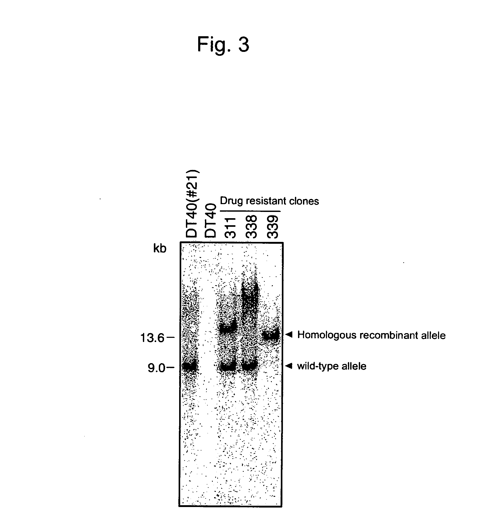 Human artificial chromosome (hac) vector