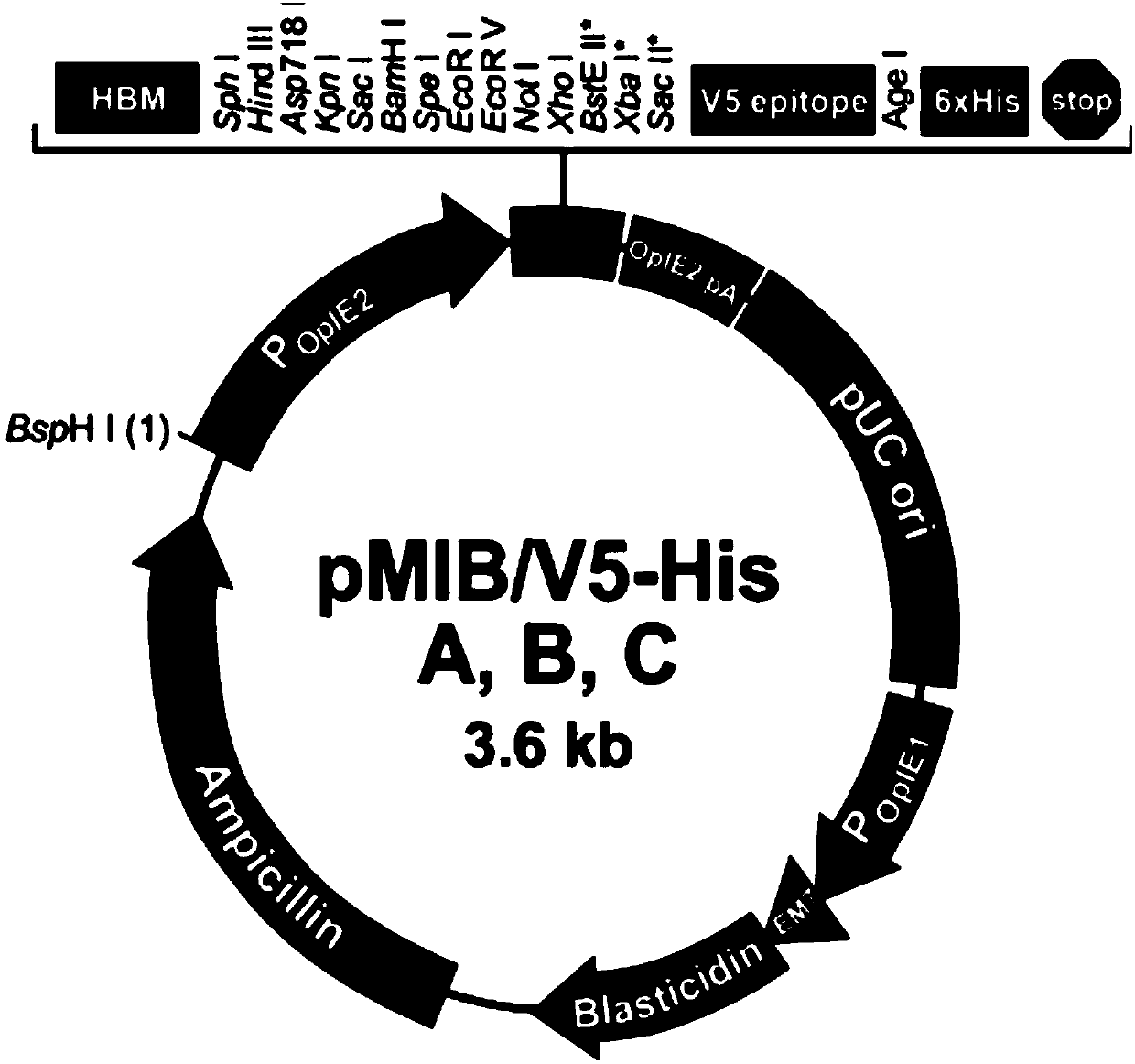 Optically-controlled expression vector for insect cells and application