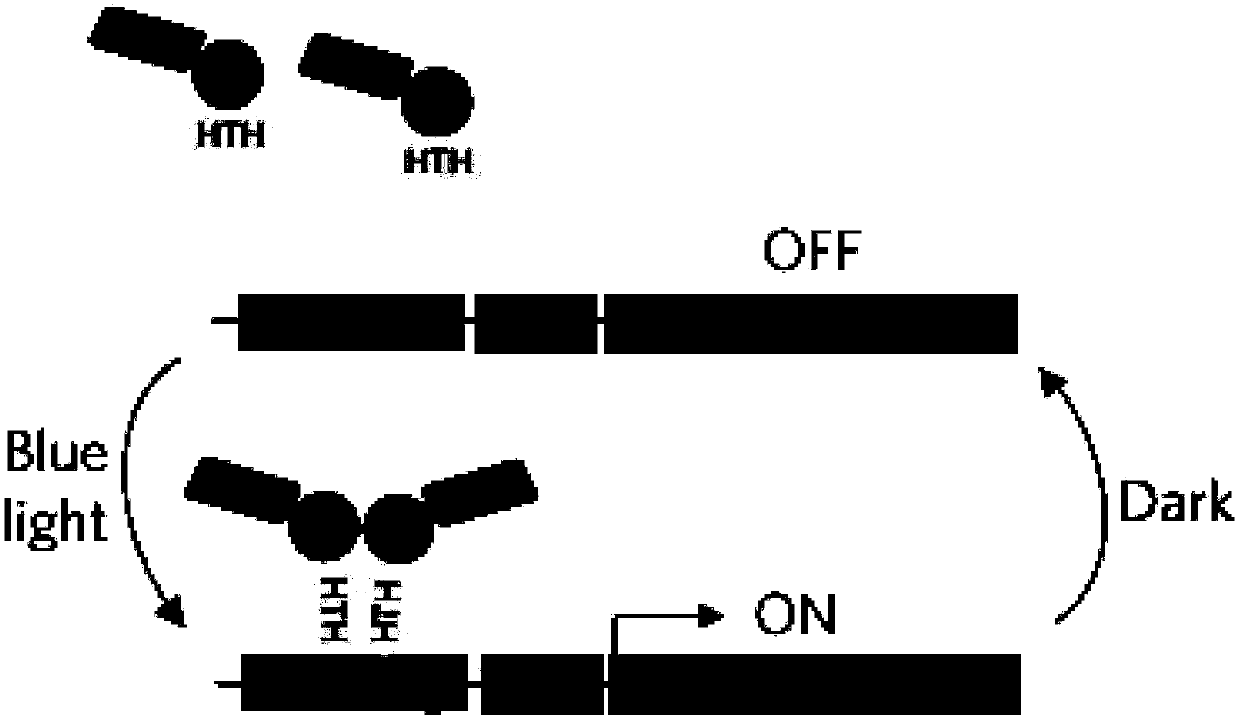 Optically-controlled expression vector for insect cells and application