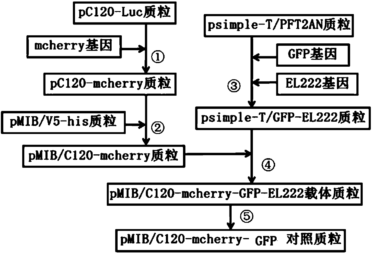 Optically-controlled expression vector for insect cells and application