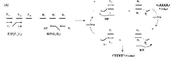 Primers capable of early diagnosis of cryptococcus infections and application thereof