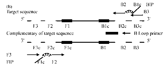 Primers capable of early diagnosis of cryptococcus infections and application thereof