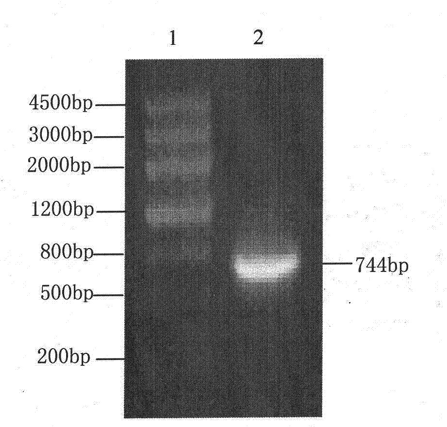 Recombinant vector and recombinant bacterium containing tomato LeEXP2 gene, and expression of LeEXP2 gene in recombinant bacterium