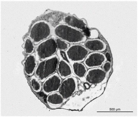 Method for staining paraffin section of adult insect