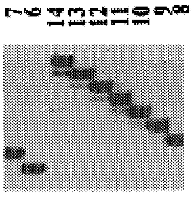 Allelic ladders for short tandem repeat loci