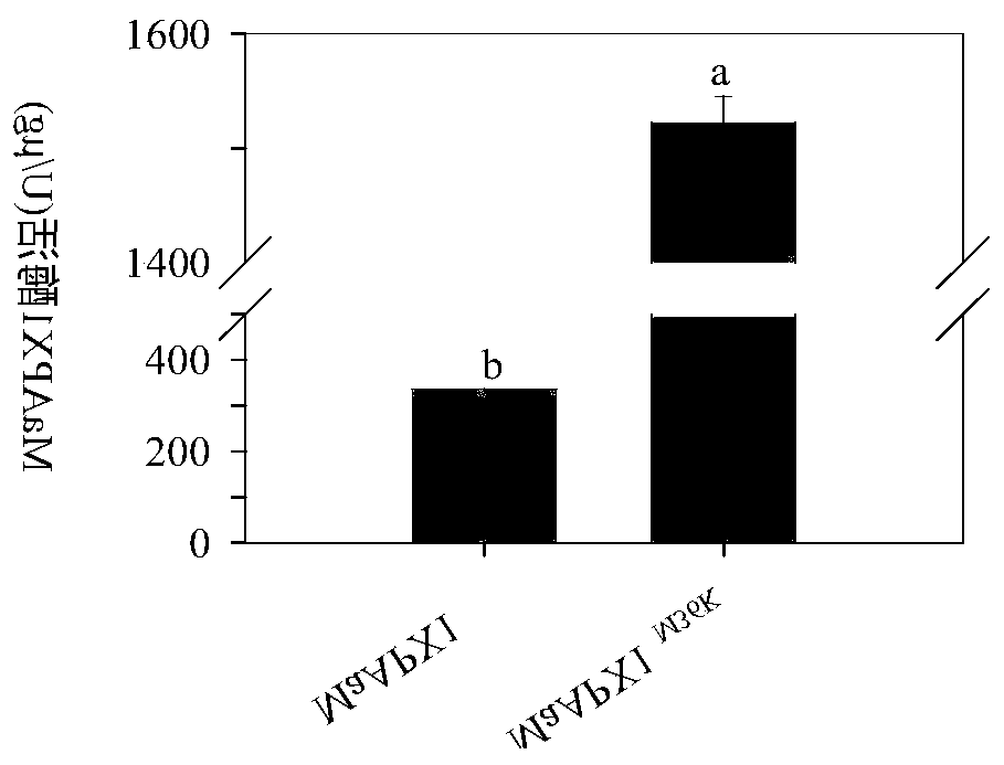 An ascorbate peroxidase mutant maapx1  <sup>m36k</sup> and its application