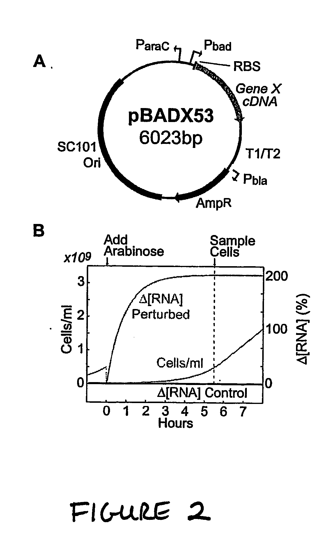 Systems and methods for reverse engineering models of biological networks