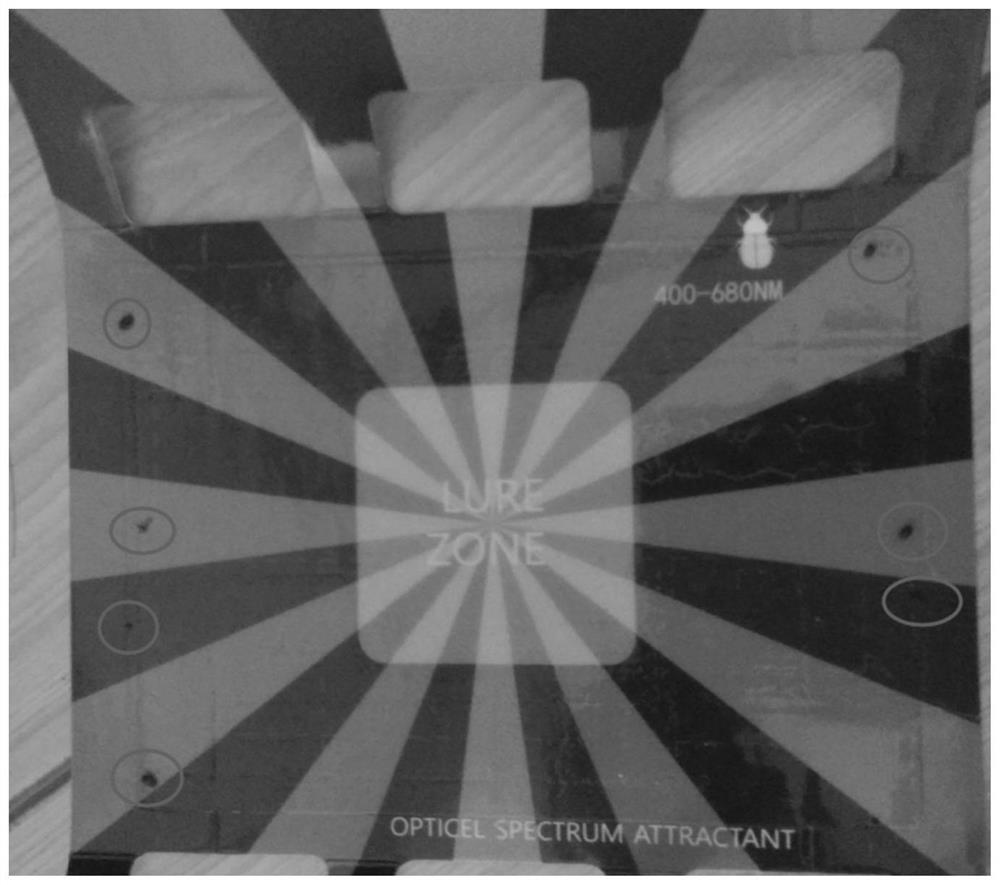 Fluorescent adhesive for luring insects and preparation method thereof