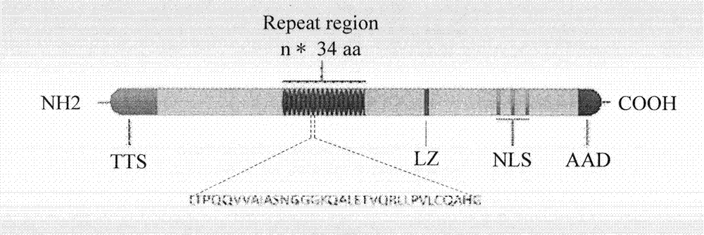 Sequencing method of rice bacterial leaf blight activating transcription factor like effector gene