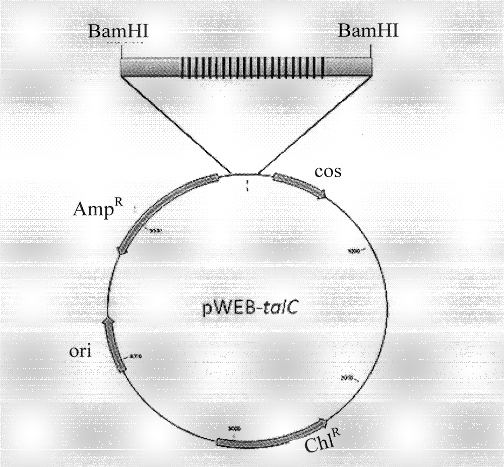 Sequencing method of rice bacterial leaf blight activating transcription factor like effector gene