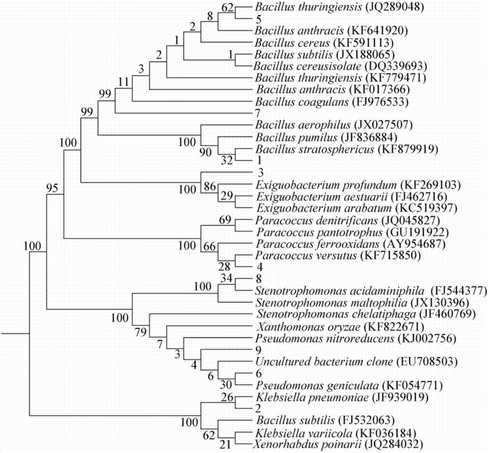 Preparation method of polyurethane foam immobilized microbe for treatment of azo dye sewage