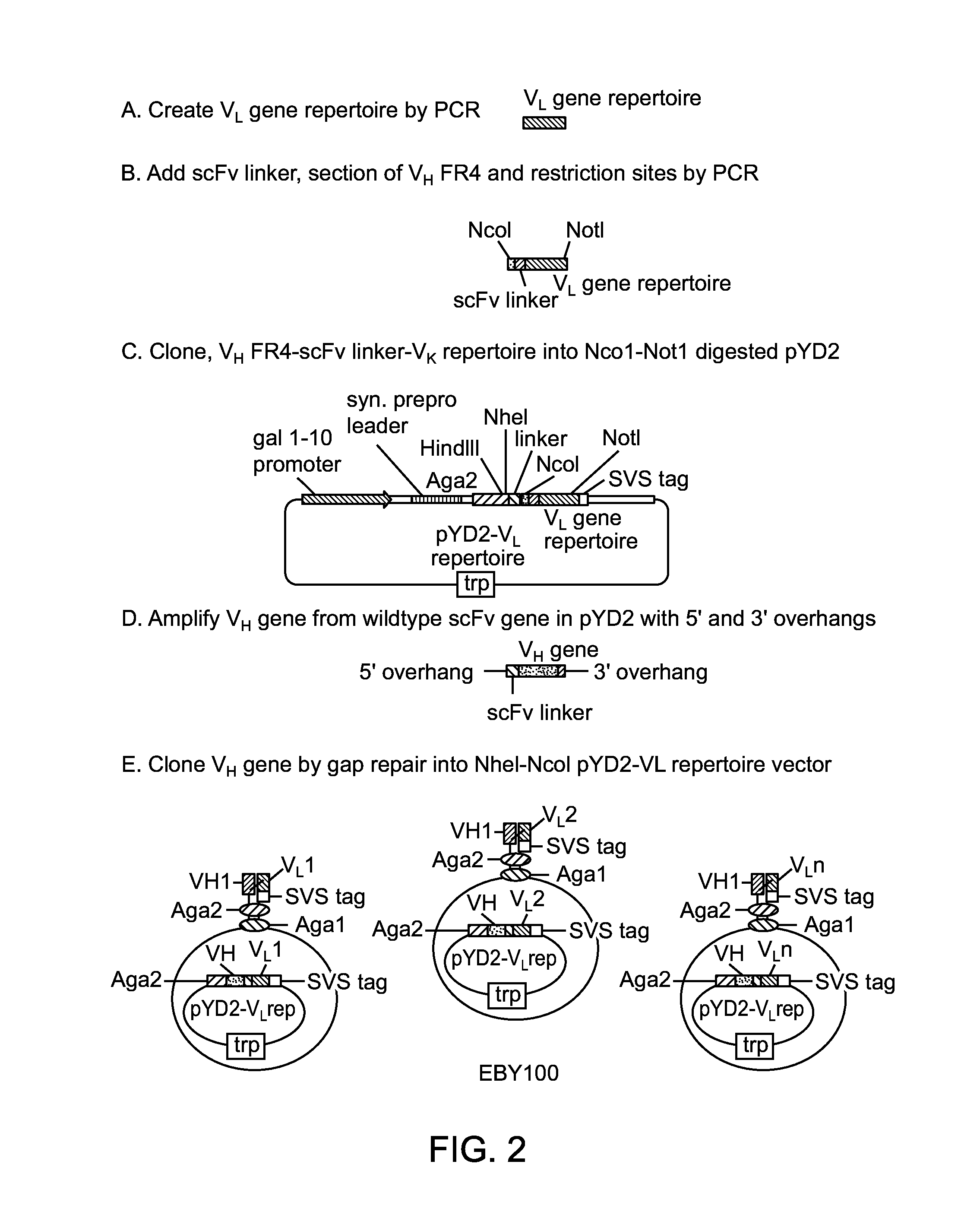 Antibodies for Botulinum Neurotoxins