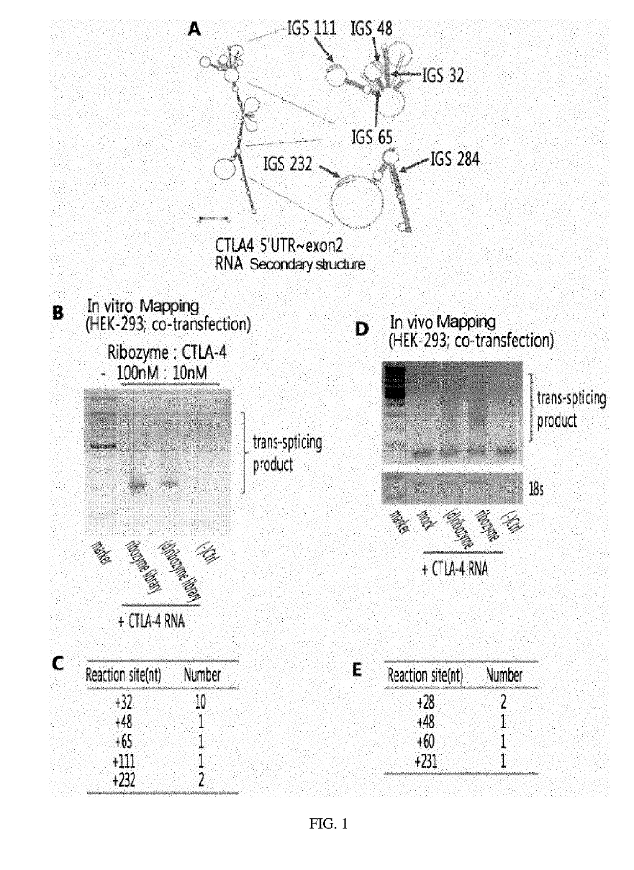 Ctla-4-targeting trans-splicing ribozyme for delivery of chimeric antigen receptor, and use thereof