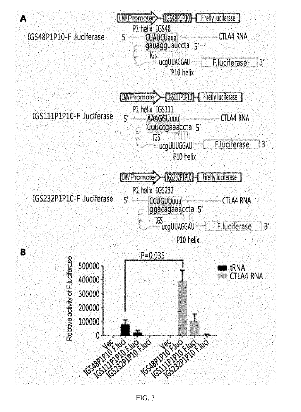 Ctla-4-targeting trans-splicing ribozyme for delivery of chimeric antigen receptor, and use thereof