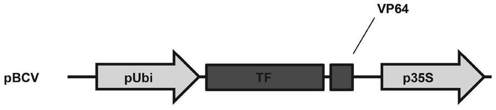 Application of agronomic characters of OsbZIP62-VP64-fused-expressed improved rice