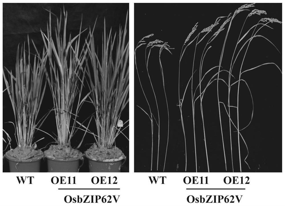 Application of agronomic characters of OsbZIP62-VP64-fused-expressed improved rice