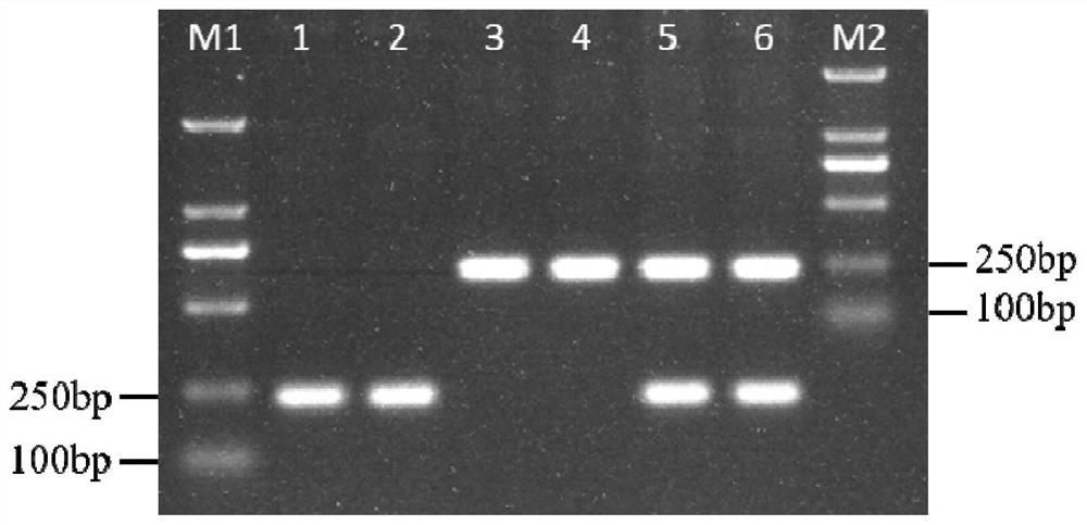 A new method for simple and convenient detection of SNPs