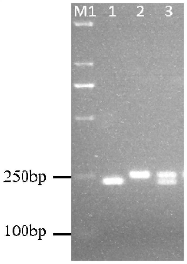 A new method for simple and convenient detection of SNPs