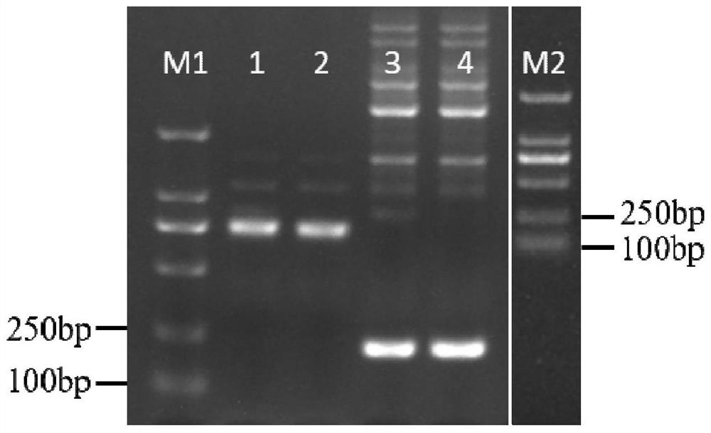 A new method for simple and convenient detection of SNPs