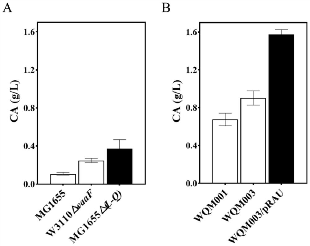 Recombinant Escherichia coli for efficiently producing clarified acid and application of recombinant Escherichia coli