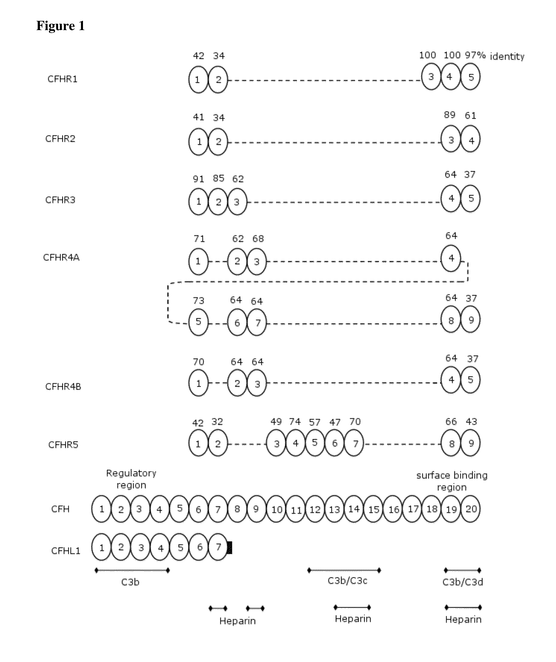 Agents, kits and methods for complement factor h-related protein 1 detection