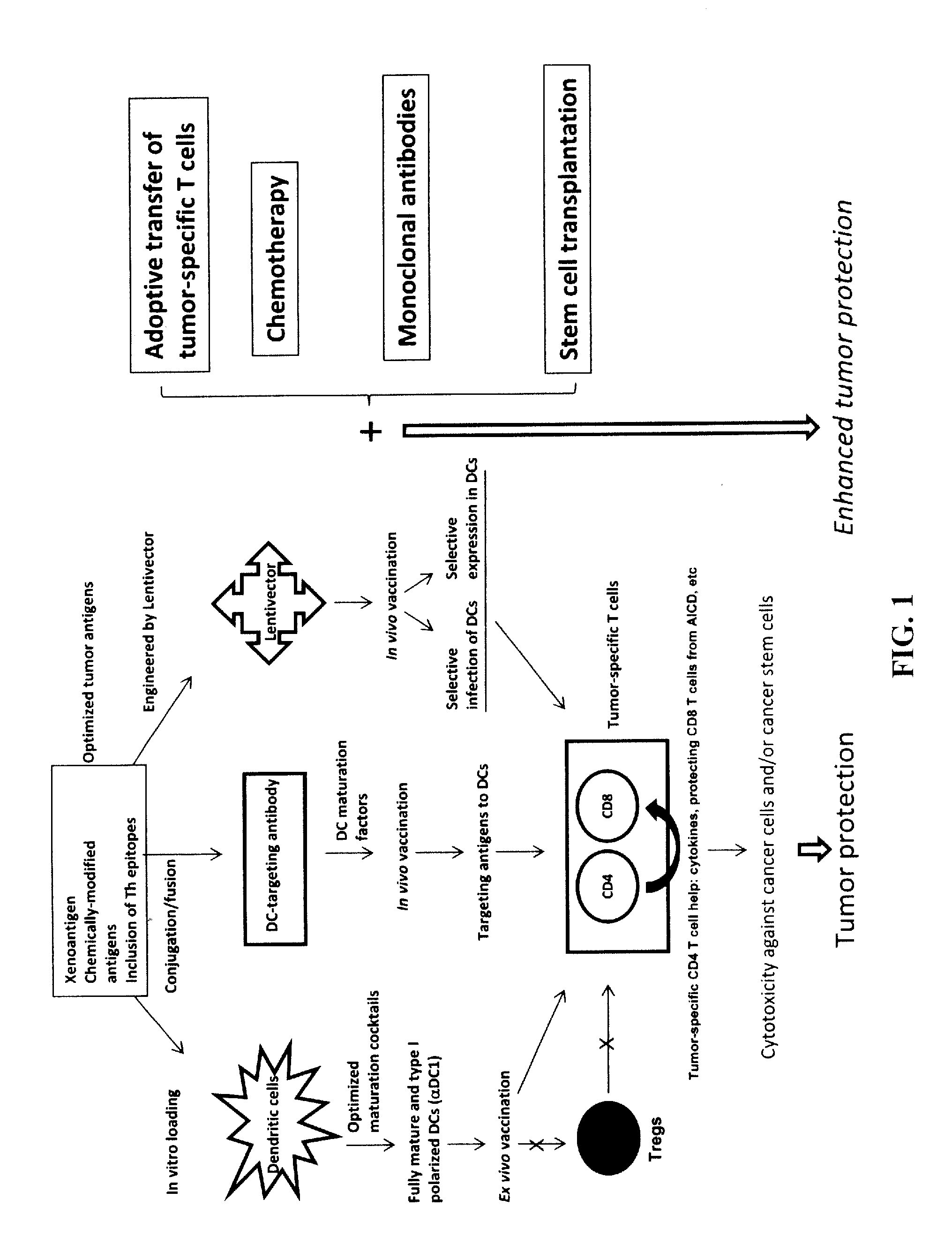 Strategies for improved cancer vaccines