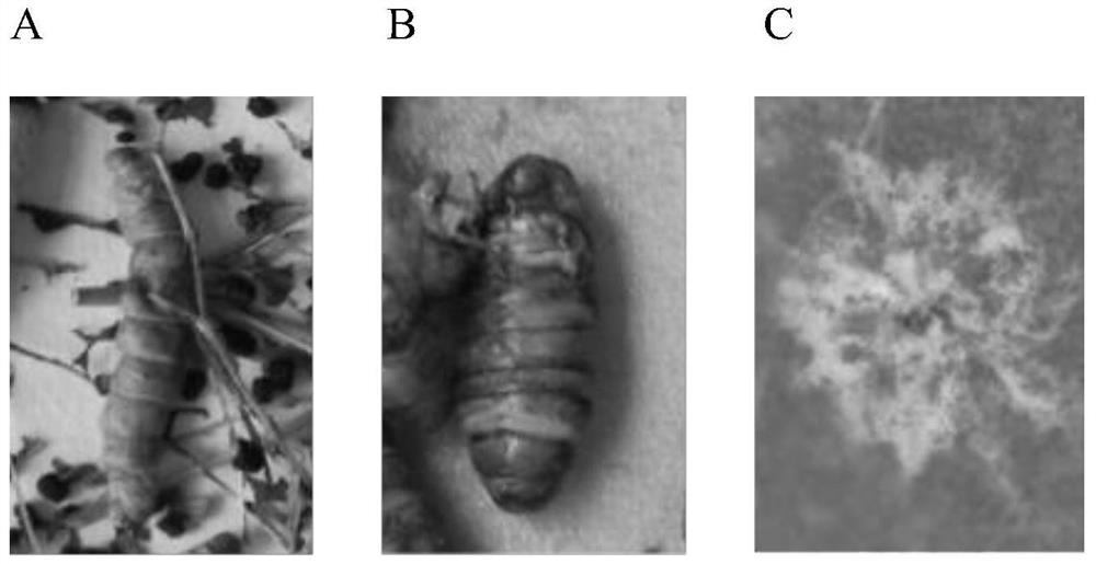 A kind of C. inflata bacterial strain and application thereof