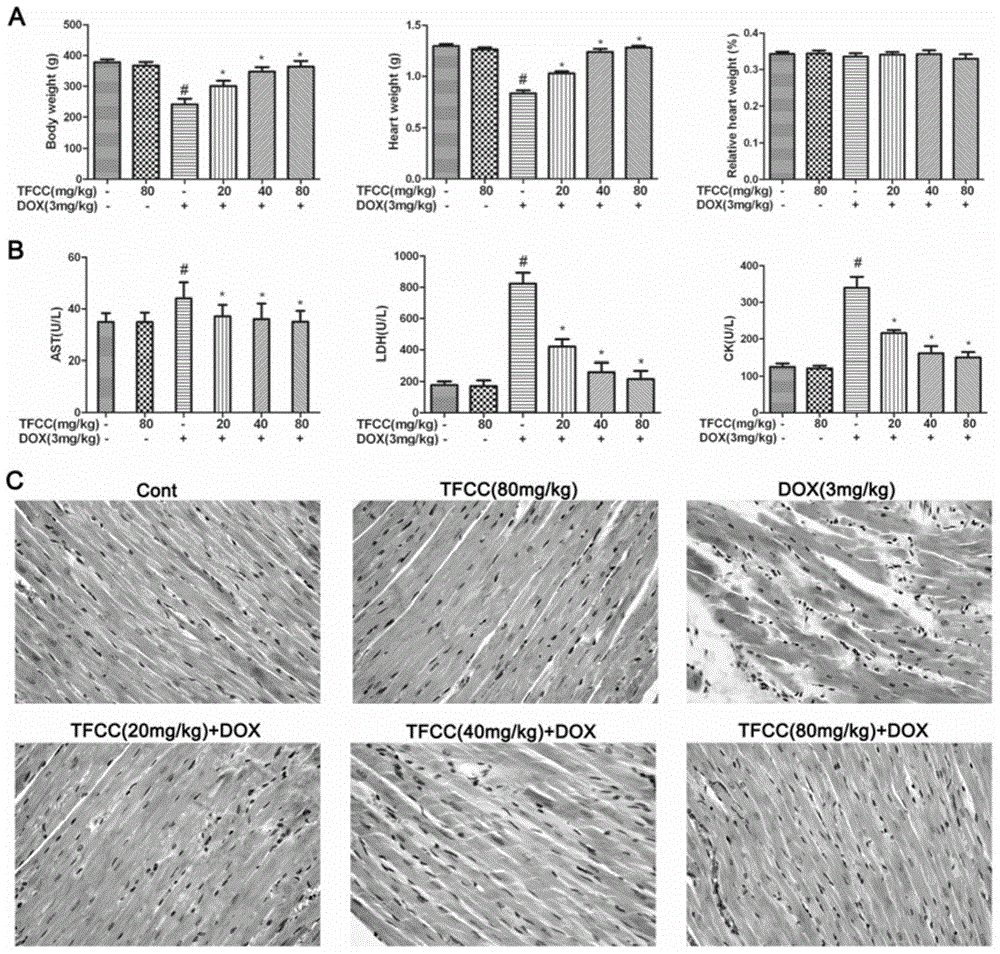 Application of clinopodium chinense total flavones in preparing medicines for protection effect of adriamycin-induced cardiotoxicity