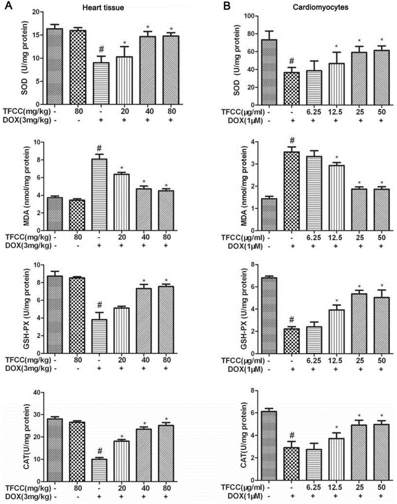 Application of clinopodium chinense total flavones in preparing medicines for protection effect of adriamycin-induced cardiotoxicity