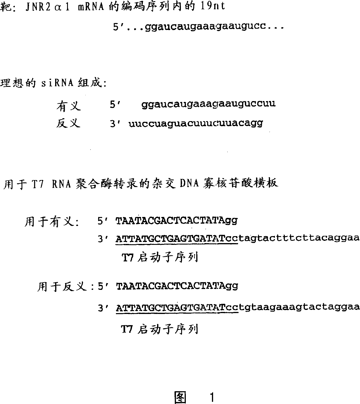 Method for the in vitro synthesis of short double stranded RNAs