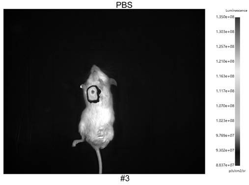 Luciferase embedded with antigen epitope peptide as well as construction method and application of luciferase