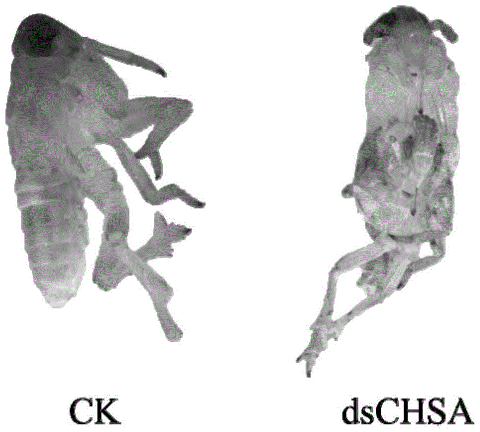 Chitin-synthesized inhibitory pesticide and preparing method and application thereof