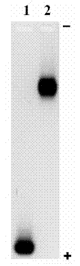 Method of using glycine modified quantum dot probes to mark living cell