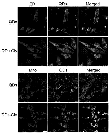 Method of using glycine modified quantum dot probes to mark living cell