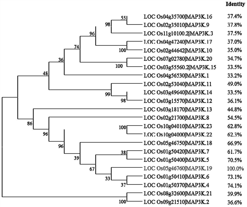 A map3k-19 gene and its encoded protein for improving high temperature tolerance in rice heading stage and its application