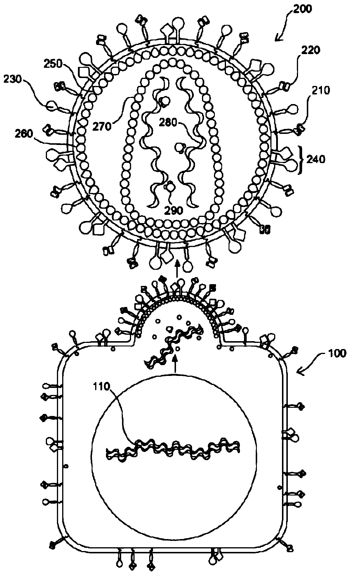 Methods and compositions for transducing and expanding lymphocytes and regulating the activity thereof