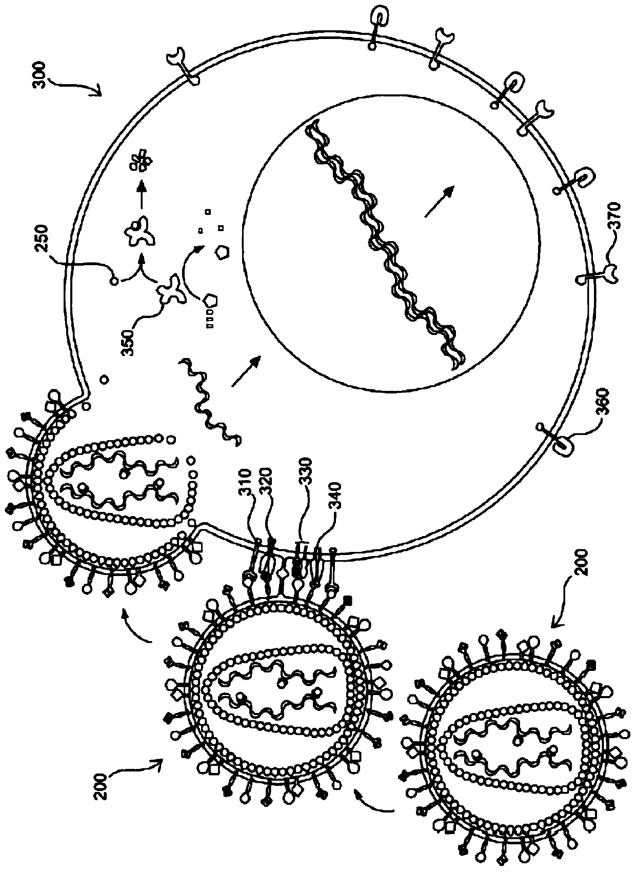 Methods and compositions for transducing and expanding lymphocytes and regulating the activity thereof