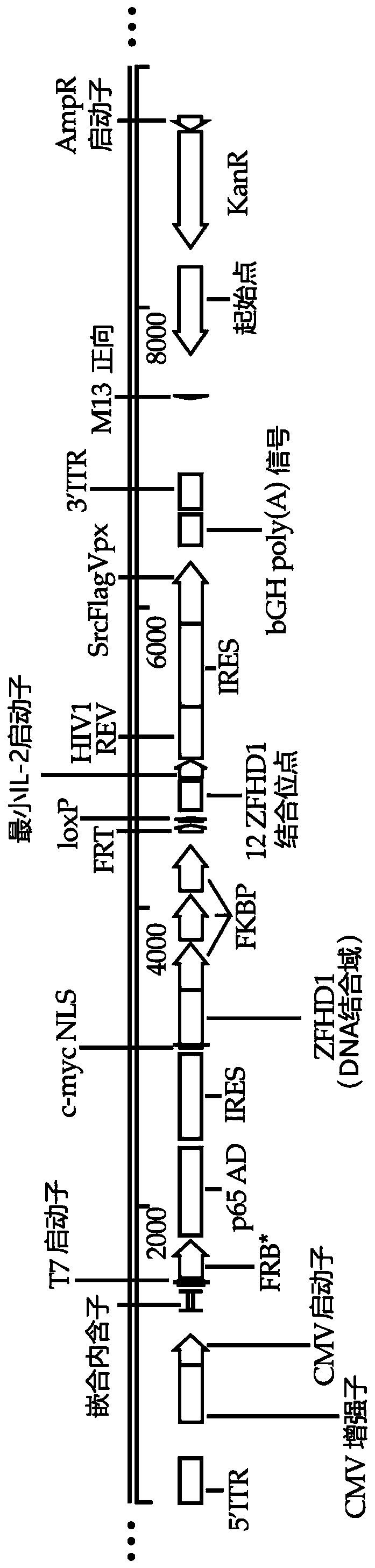 Methods and compositions for transducing and expanding lymphocytes and regulating the activity thereof