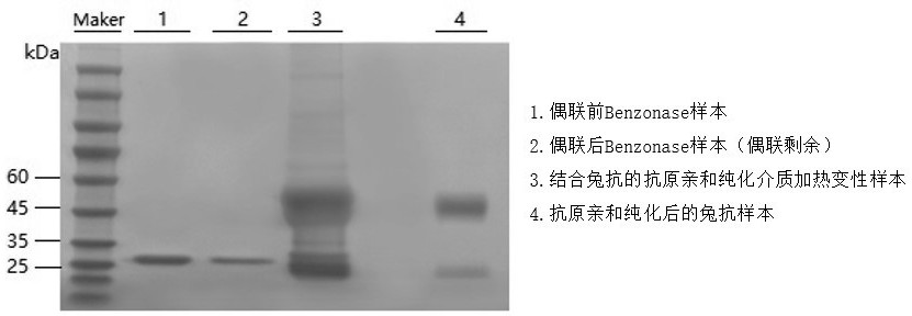 All-round nuclease Benzonase ELISA detection kit