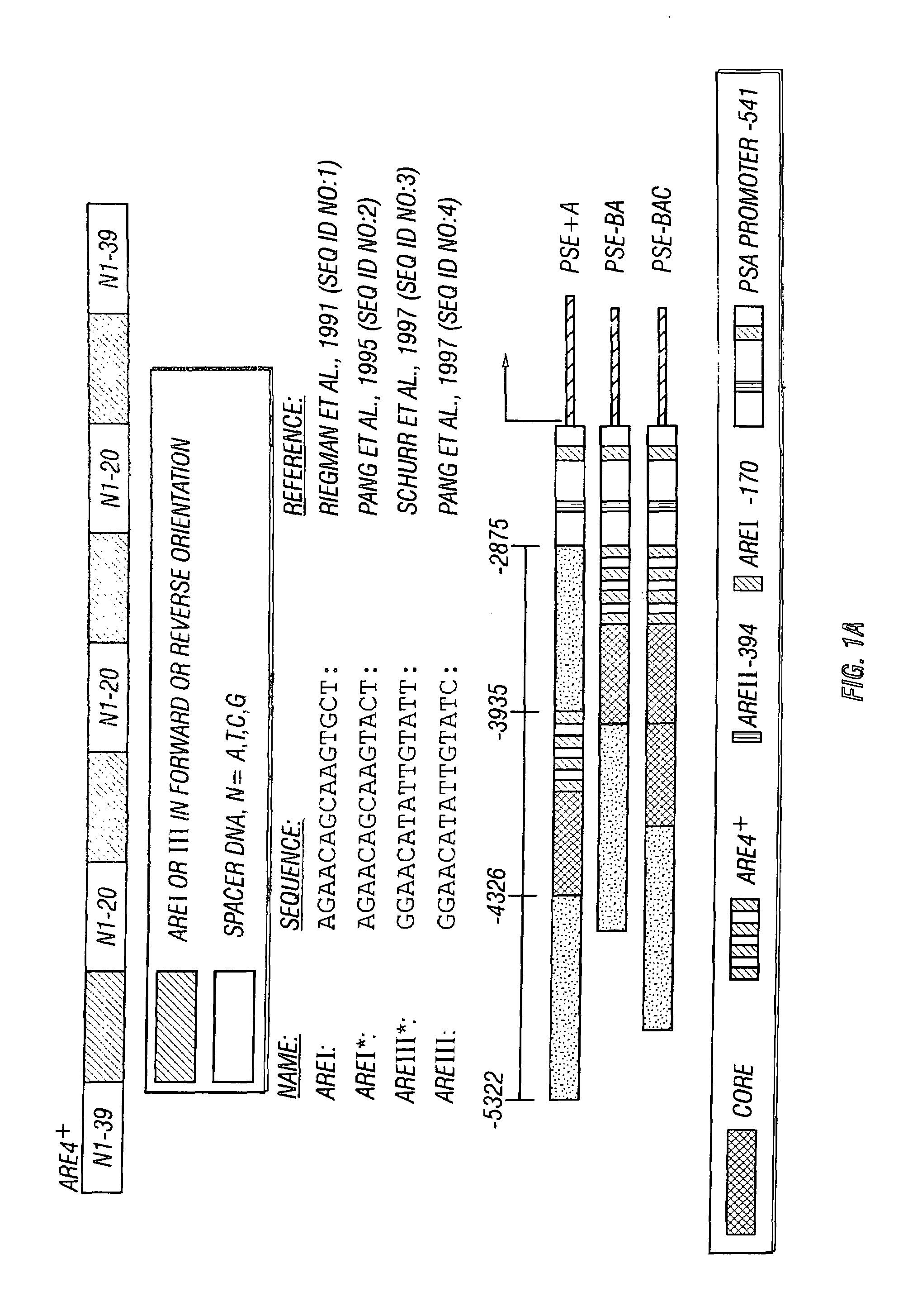 Chimeric transcriptional regulatory element compositions and methods for increasing prostate-targeted gene expression