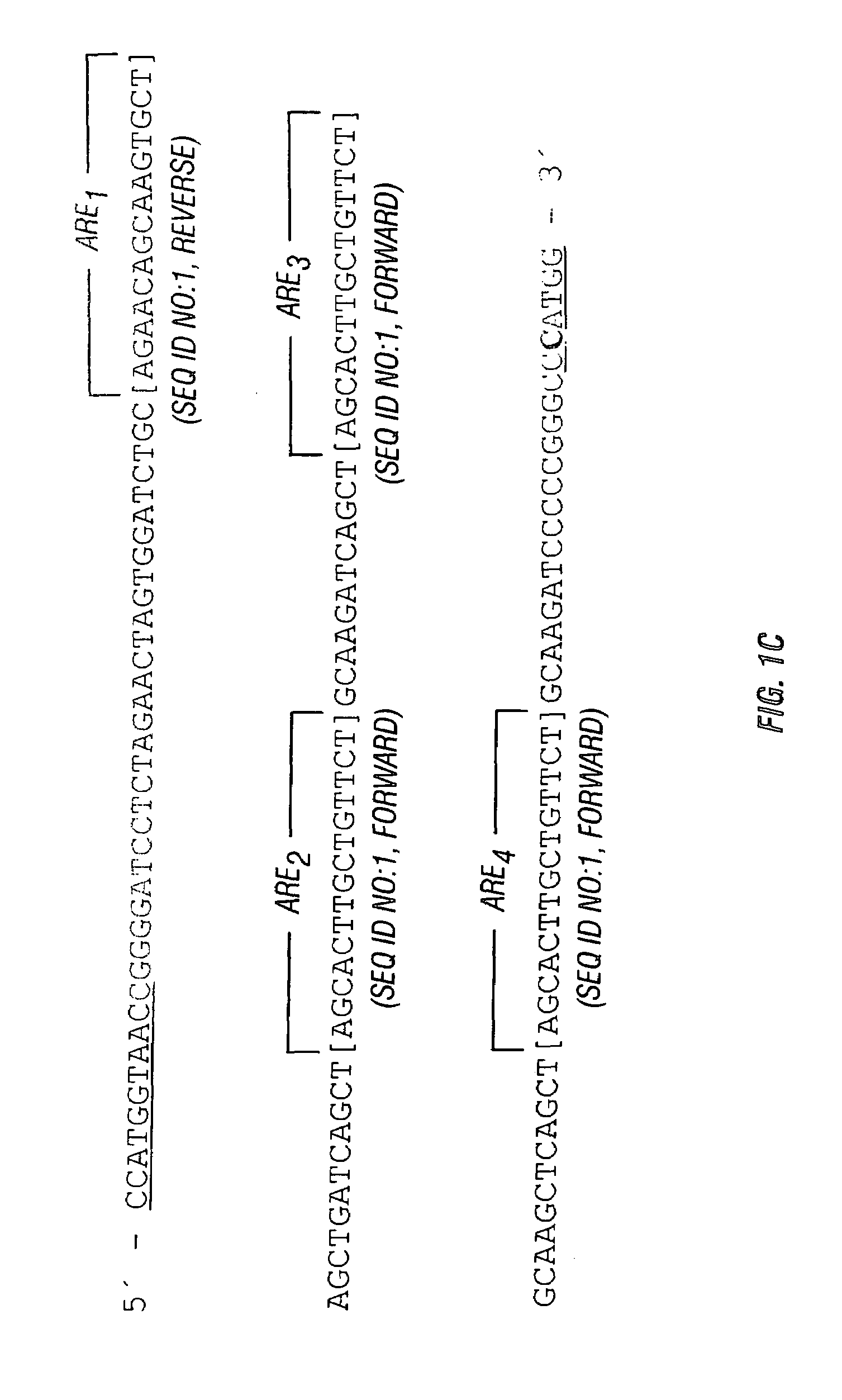 Chimeric transcriptional regulatory element compositions and methods for increasing prostate-targeted gene expression