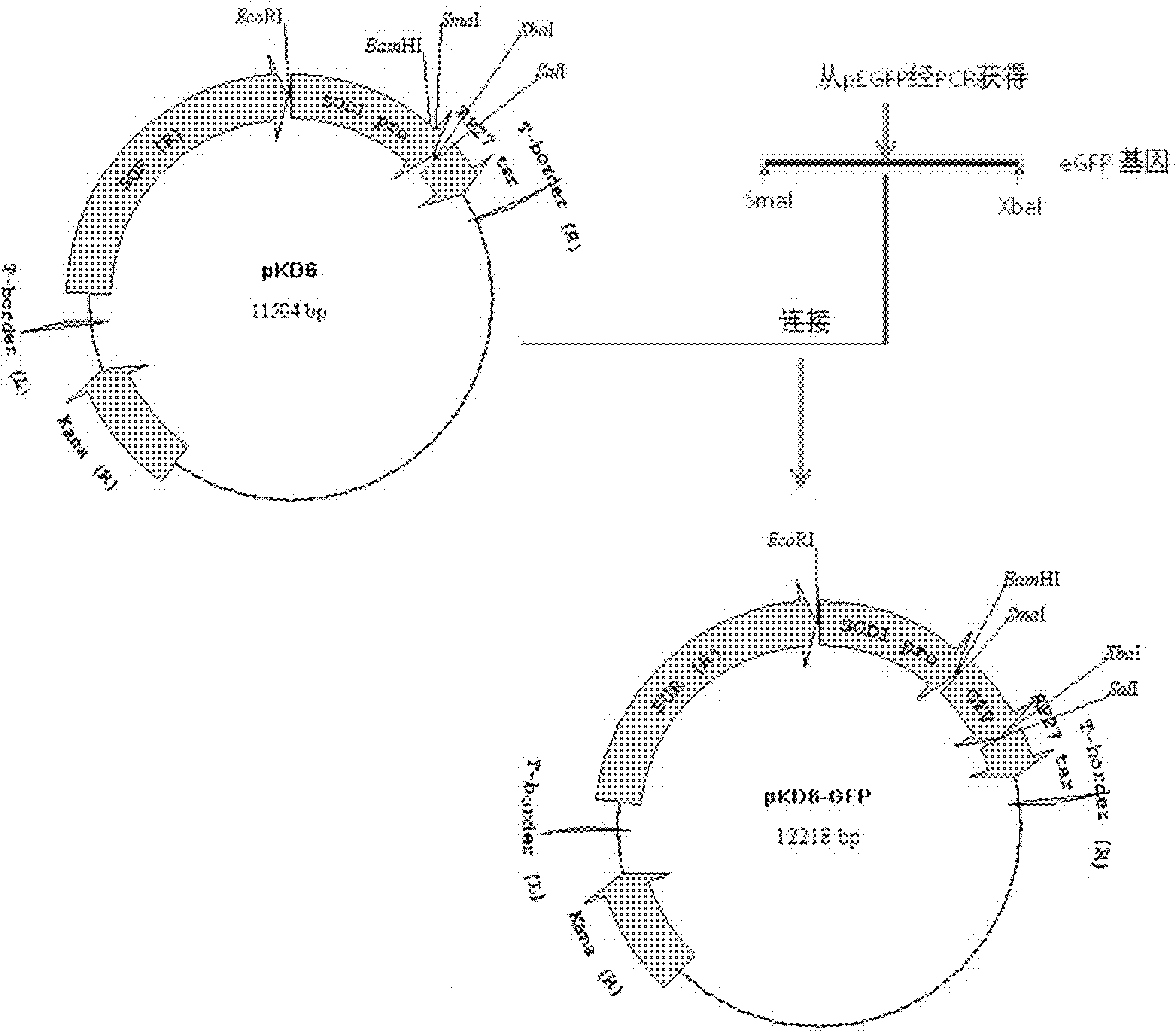 Filamentous fungus promoter, terminator and plasmid containing same